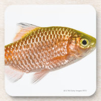 Poissons attrayants de bavure (conchonius de