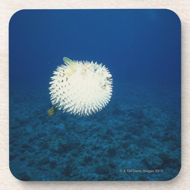 Dessous-de-verre Poissons de porc-épic (Devant)