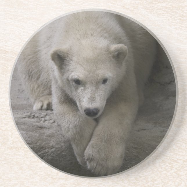 dessous de verre polaires (Devant)