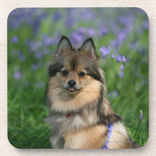 Dessous-de-verre Pomeranian dans l'herbe (Devant)