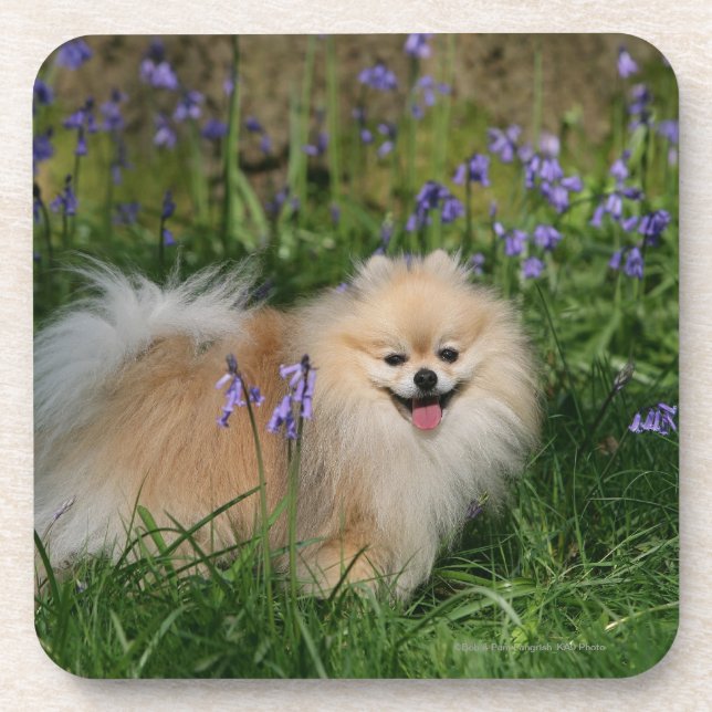 Dessous-de-verre Pomeranian se tenant regardant l'appareil-photo (Devant)