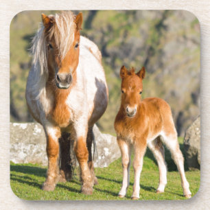 Dessous-de-verre Poney Shetland dans un pâturage près de hautes fal
