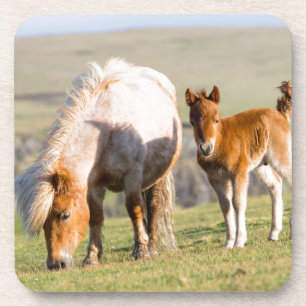 Dessous-de-verre Poney Shetland dans un pâturage près de hautes fal