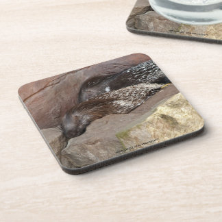 Dessous-de-verre Porcupines de race indienne