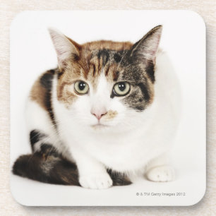 Dessous-de-verre Portrait de chat de calicot