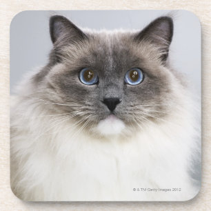 Dessous-de-verre Portrait de chat de Ragdoll