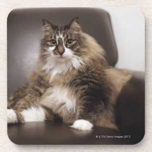 Dessous-de-verre Portrait de chat se reposant dans la chaise