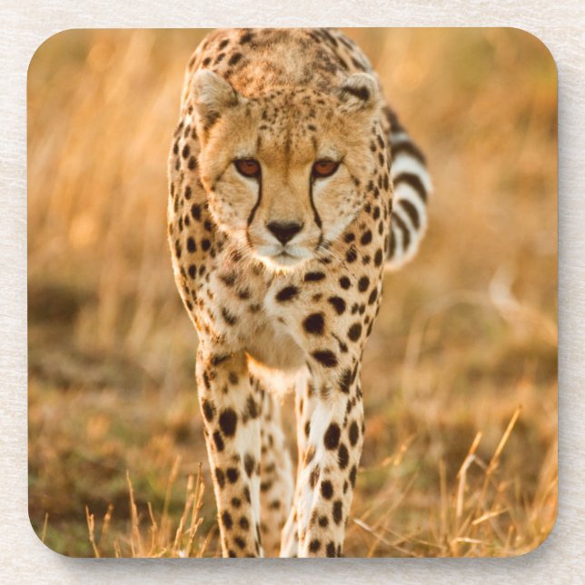 Dessous-de-verre Portrait de Cheetah (Devant)