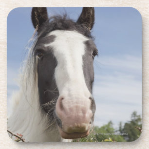 Dessous-de-verre Portrait de cheval de Clydesdale