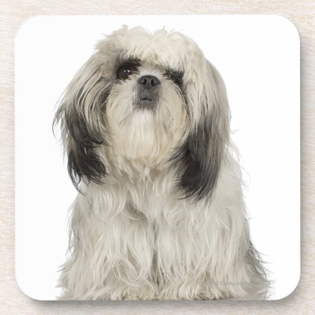 Dessous-de-verre Portrait de chiot de Terrier tibétain (Devant)