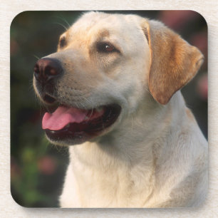 Dessous-de-verre Portrait de Labrador Retriever, Hilton