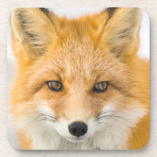 Dessous-de-verre Portrait de renard roux