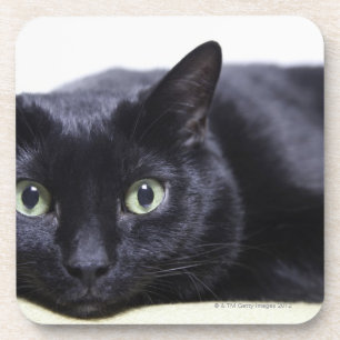 Dessous-de-verre Portrait d'un chat