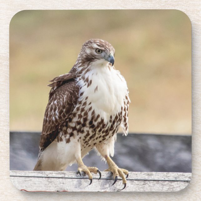 Dessous-de-verre Portrait d'un Hawk à queue rouge immature (Devant)