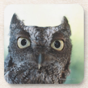 Dessous-de-verre Portrait oriental de hibou de cri strident