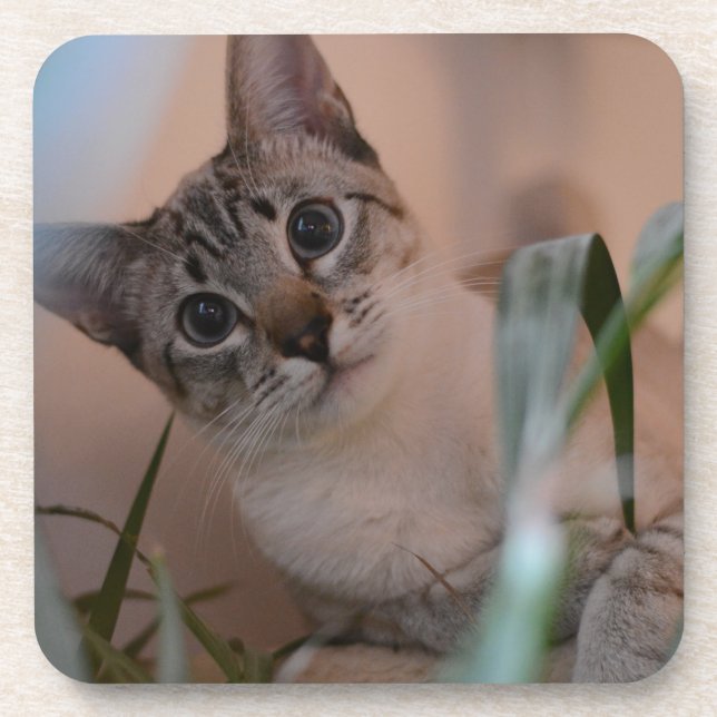 Dessous-de-verre Portrait photo de chat (Devant)