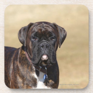 Dessous-de-verre Position Brindle de chien de boxeur