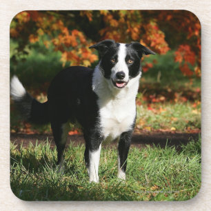 Dessous-de-verre Position d'automne de border collie