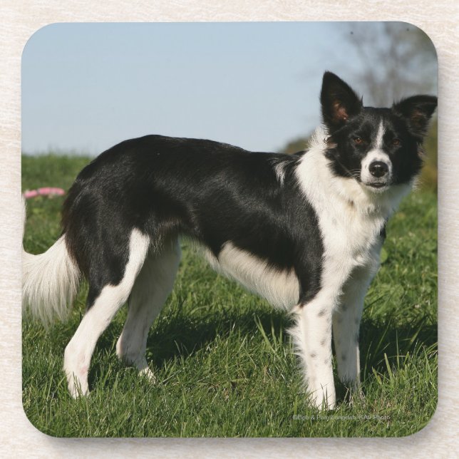 Dessous-de-verre Position de border collie (Devant)