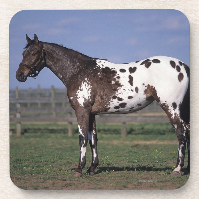 Dessous-de-verre Position de cheval d'Appaloosa (Devant)