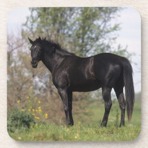 Dessous-de-verre Position de cheval de pur sang