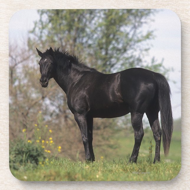 Dessous-de-verre Position de cheval de pur sang (Devant)