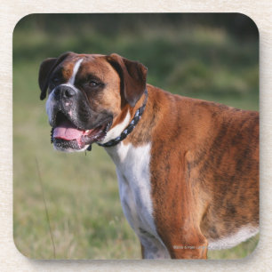 Dessous-de-verre Position de chien de boxeur