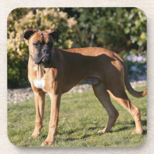 Dessous-de-verre Position de chien de boxeur de faon