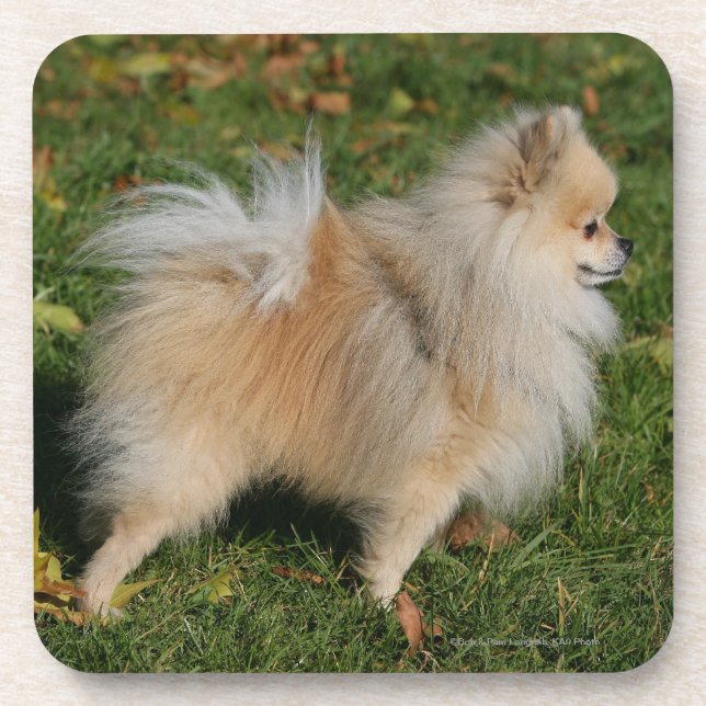 Dessous-de-verre Position de Pomeranian (Devant)