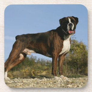 Dessous-de-verre Position d'exposition canine de boxeur