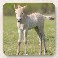 Poulain de cheval de Przewalski, Hongrie