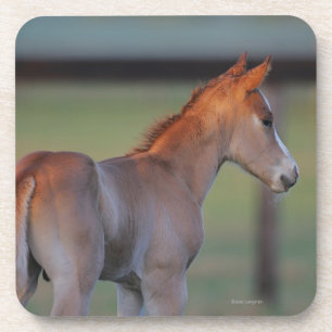 Dessous-de-verre Poulain quart de cheval
