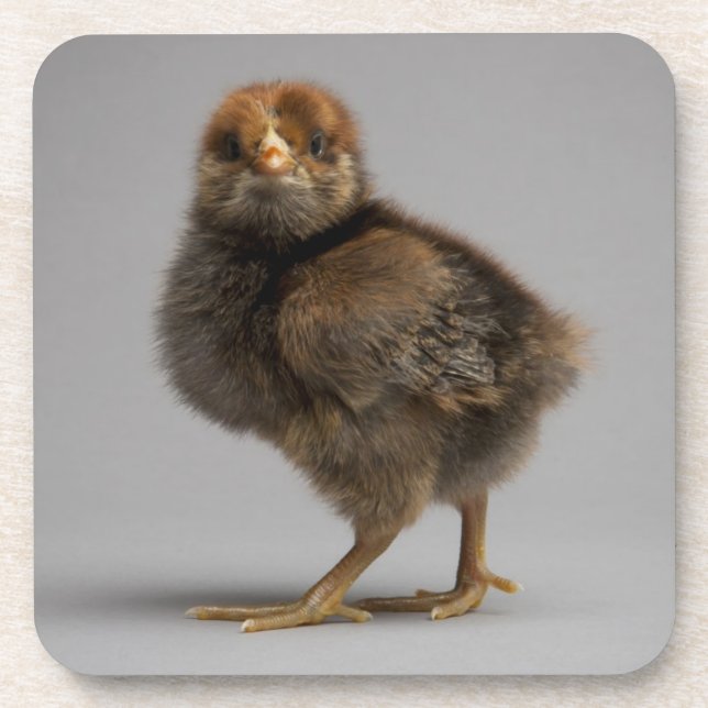 Dessous-de-verre Poulet de bébé (Devant)