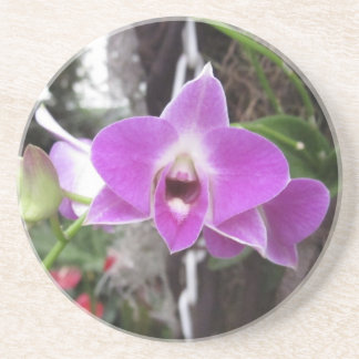 Dessous de verre pourpres d'orchidée de Dendrobium