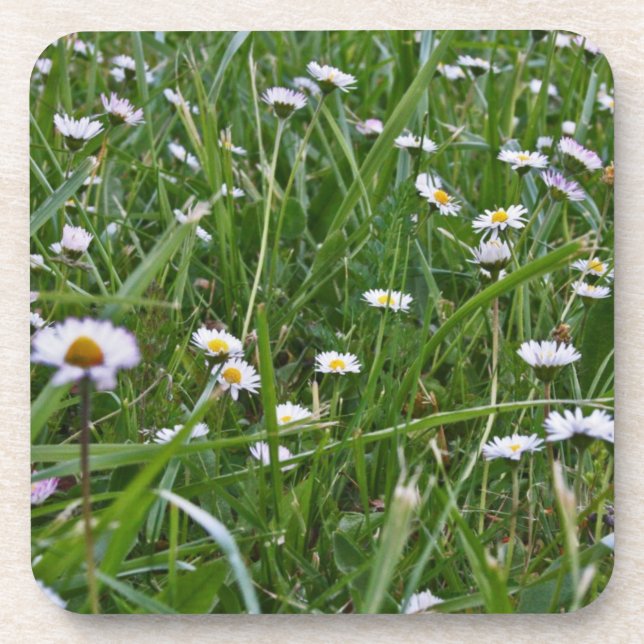 Dessous-de-verre Pré de marguerite (Devant)