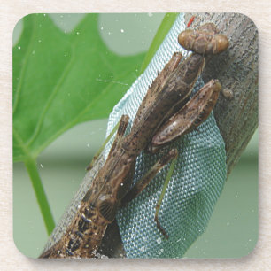 Dessous-de-verre Prier Insecte Mantis