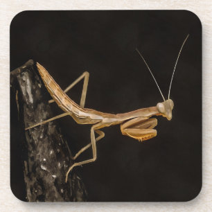 Dessous-de-verre Prière Mantis Belle Et Déplaisante Insecte Art