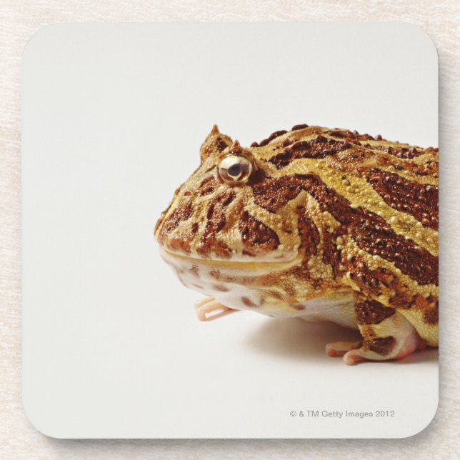 Dessous-de-verre Profil de grenouille à cornes argentine (Devant)