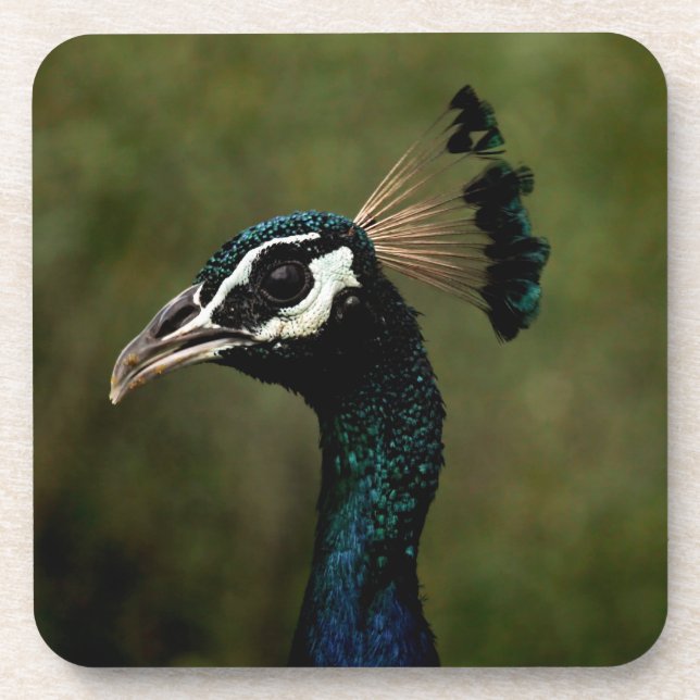 Dessous-de-verre Profil de Peacock (Devant)