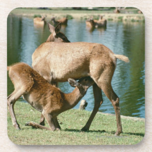 Dessous-de-verre Progéniture de soins de cerfs communs rouges