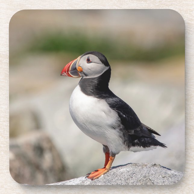 Dessous-de-verre Puffin Atlantique en Machias, Maine (Devant)