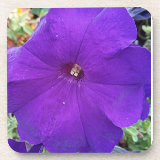 Dessous-de-verre Purple Petunia Coster