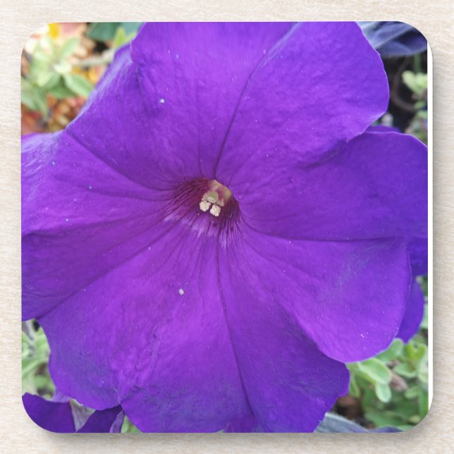 Dessous-de-verre Purple Petunia Coster (Devant)