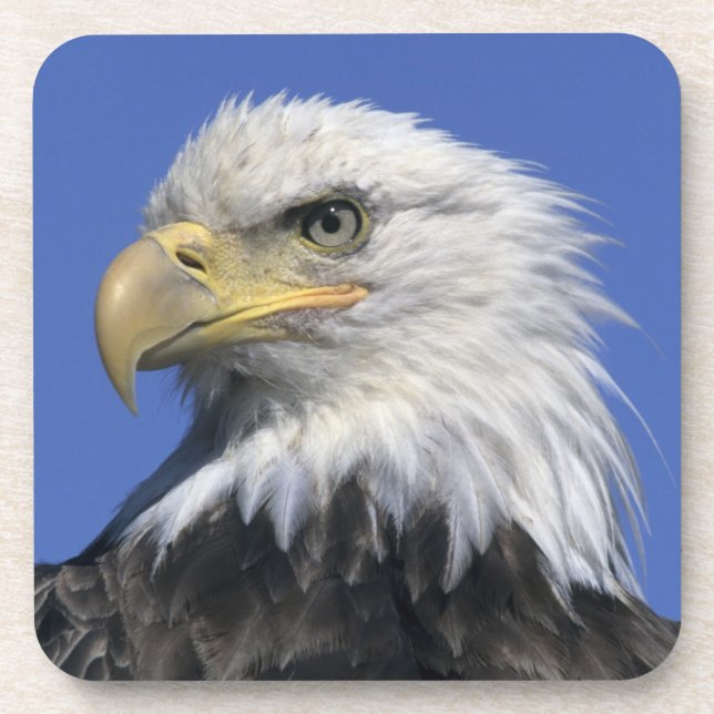 Dessous-de-verre Pygargue à tête blanche, (Haliaeetus leucocephalus (Devant)