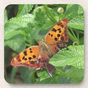 Dessous-de-verre Question Mark Butterfly on Lantana