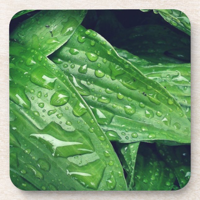 Dessous-de-verre Rainy Day Hosta Feuille (Devant)