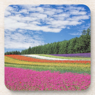 Dessous-de-verre Rangées de fleurs de champ d'été
