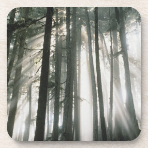 Dessous-de-verre Rayons de soleil filtrant à travers les arbres, Mo