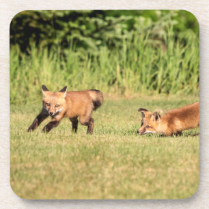 Dessous-de-verre Red Fox Kits Jouer