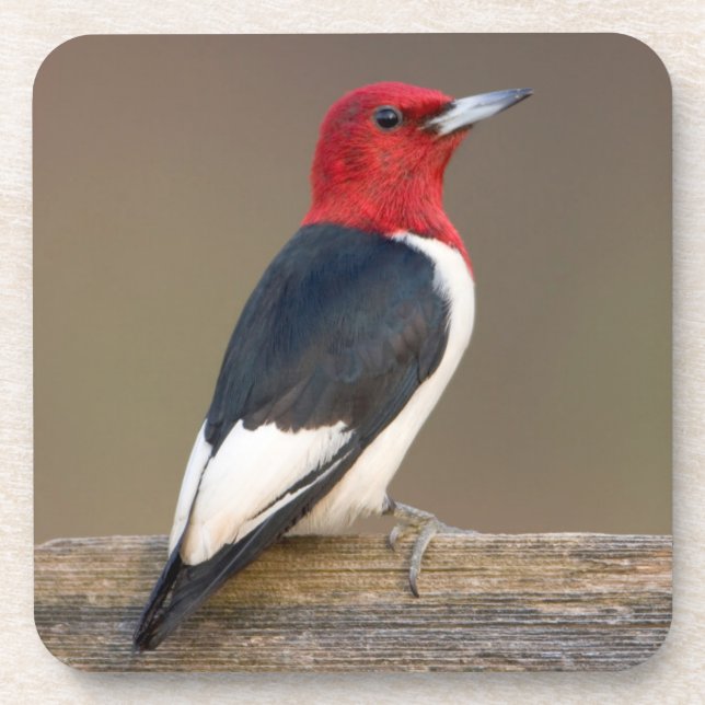 Dessous-de-verre Red-headed Woodpecker on fence (Devant)